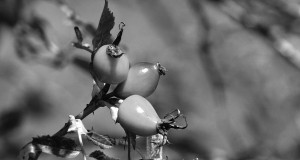 Rosa canina|Fruit