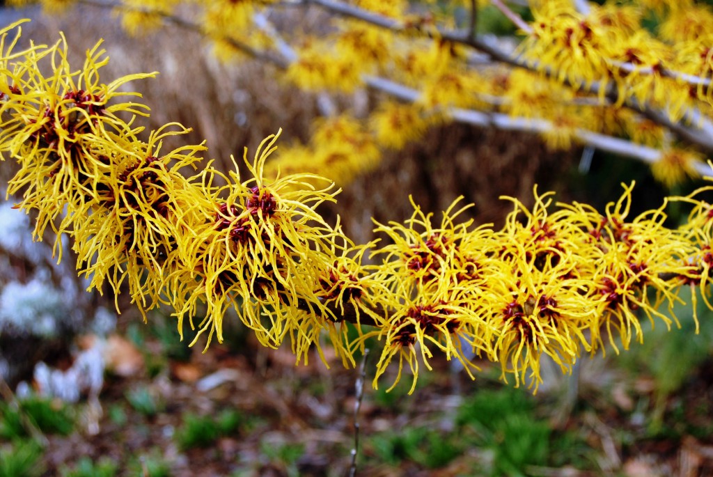 Hamamelis