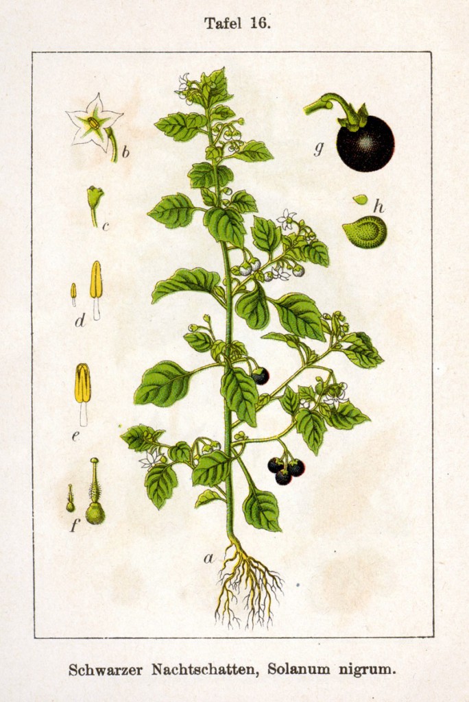 Solanum_nigrum_Sturm16