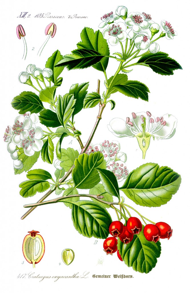 Illustration_Crataegus_laevigata1