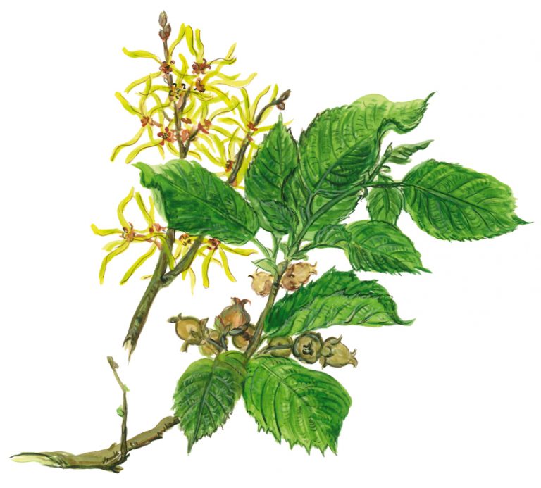 Hamamelis Winterliches Blühen Kiez und Kneipe Neukölln